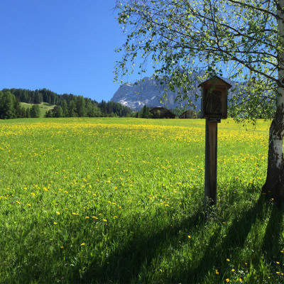 Green fields in the Dolomites filled with wild flowers
