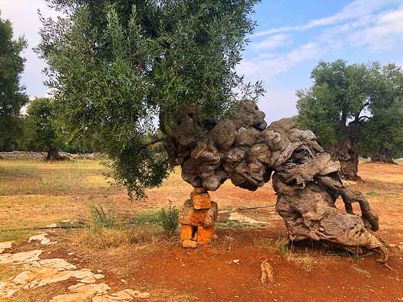A 3000 year old olive tree in Puglia Italy