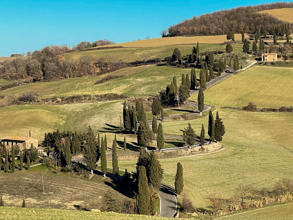 beautiful road in Tuscany lined with cypress pine trees