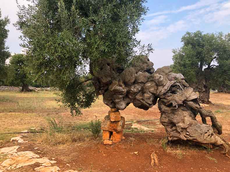 a 3000 year old olive tree