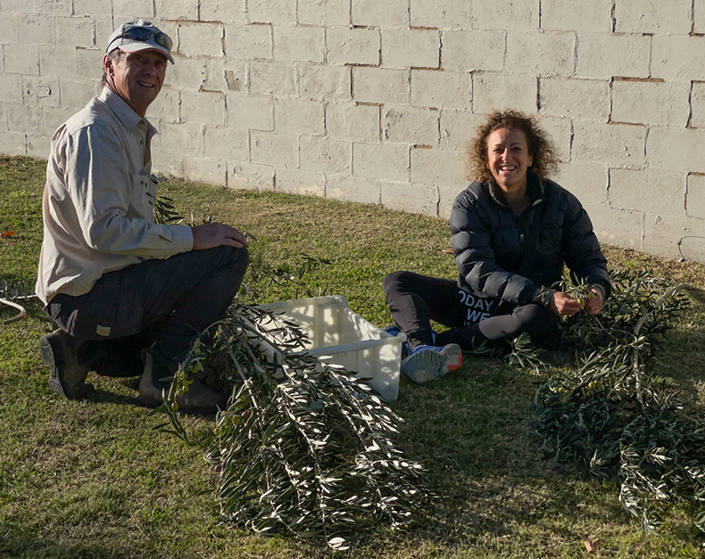 two people picking olives.