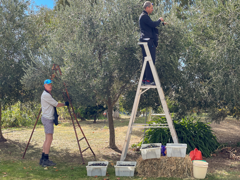 two men picking olives