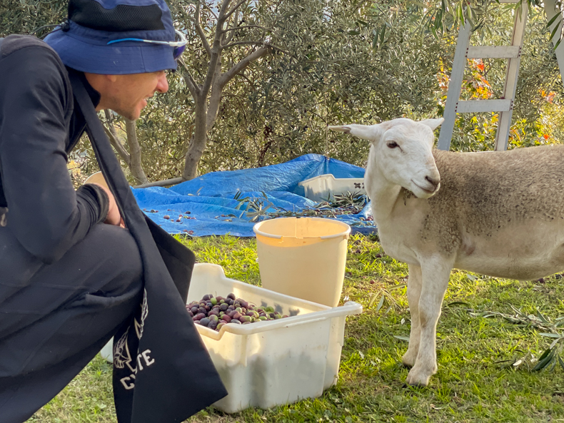 a lamb in an olive grove