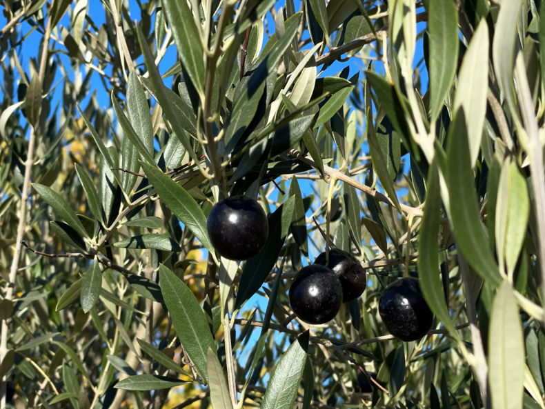 black olives on a tree