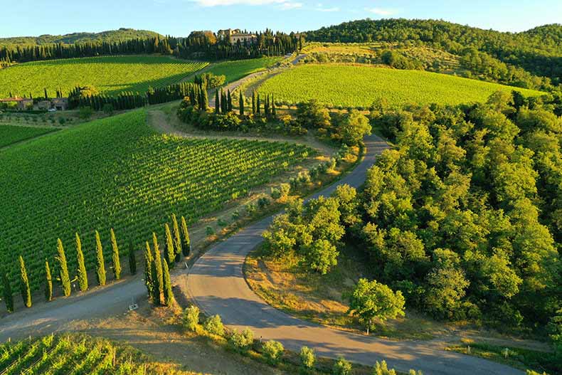 A winding road lined with cypress pines and vineyards in Chianti