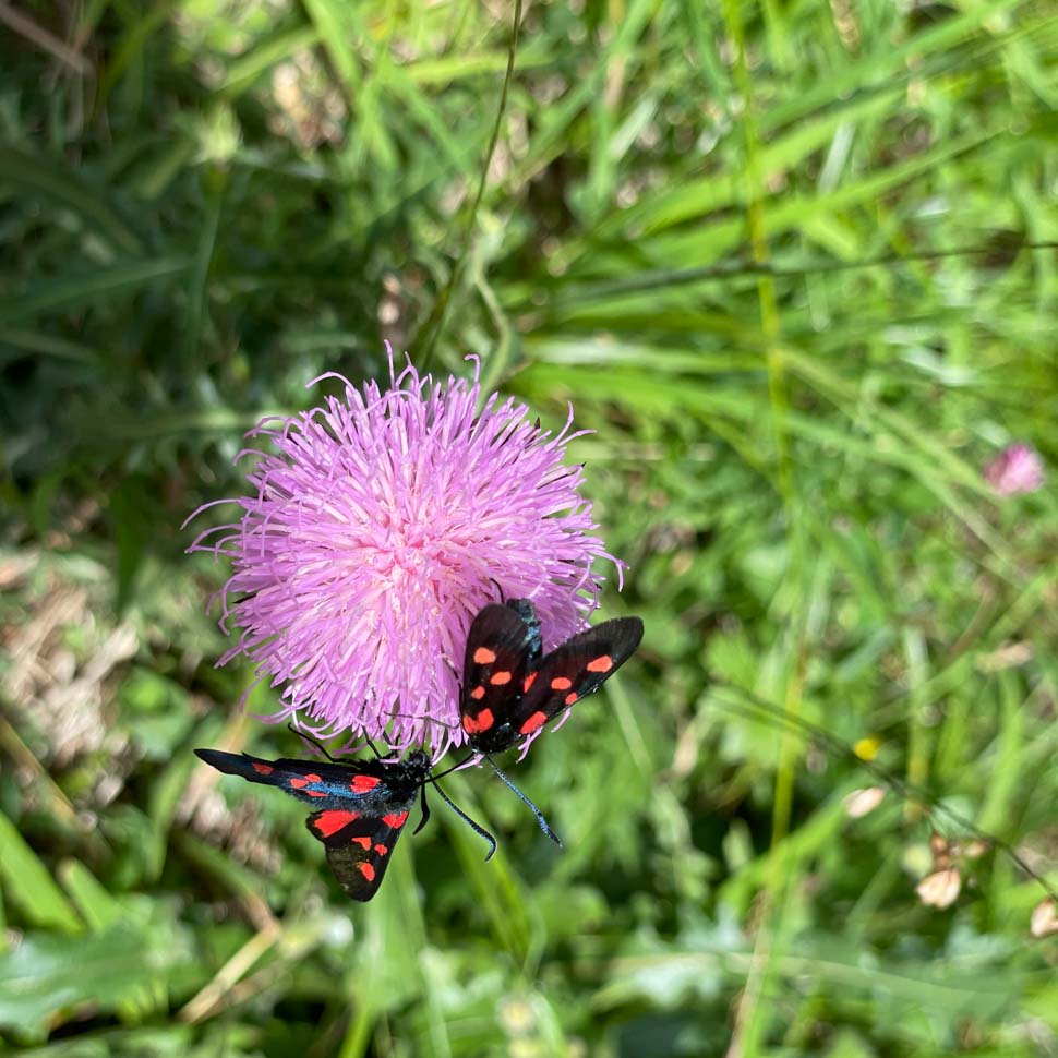 Two butterflies and a flower in the Italian mountains