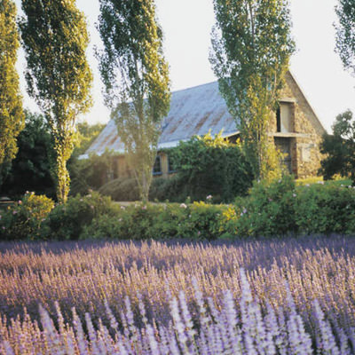 a field of lavender in front of a stone building