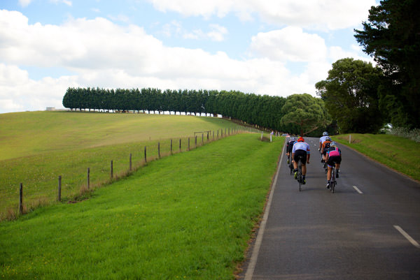 A group of cyclist riding up a tree lined hill