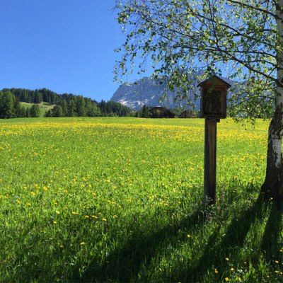 A field of flowers with the Dolomiti in the background