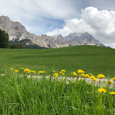 Flowers and green fields in the Dolomites