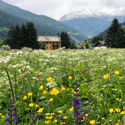 Flowers in a field in Bormio with the Alps in the background