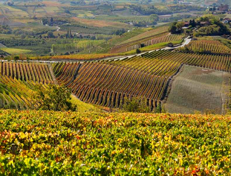 Piemonte vineyards in Autumn