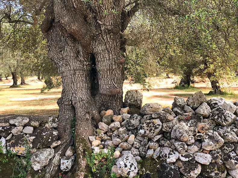 an olive grove in Puglia
