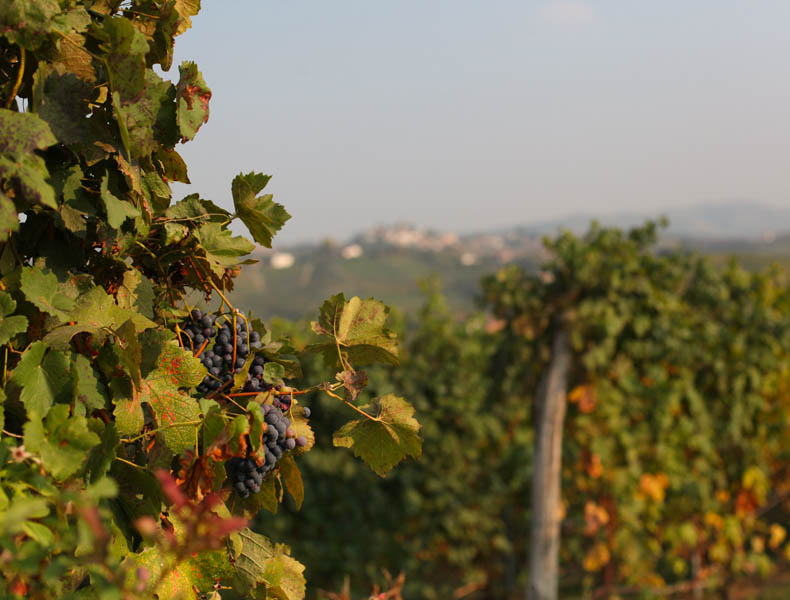 Barolo vines in Piemonte