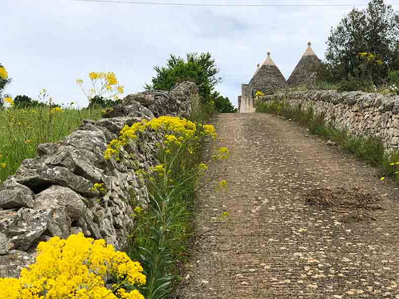 A rock walled lined driveway and some Puglian trulli in the distance