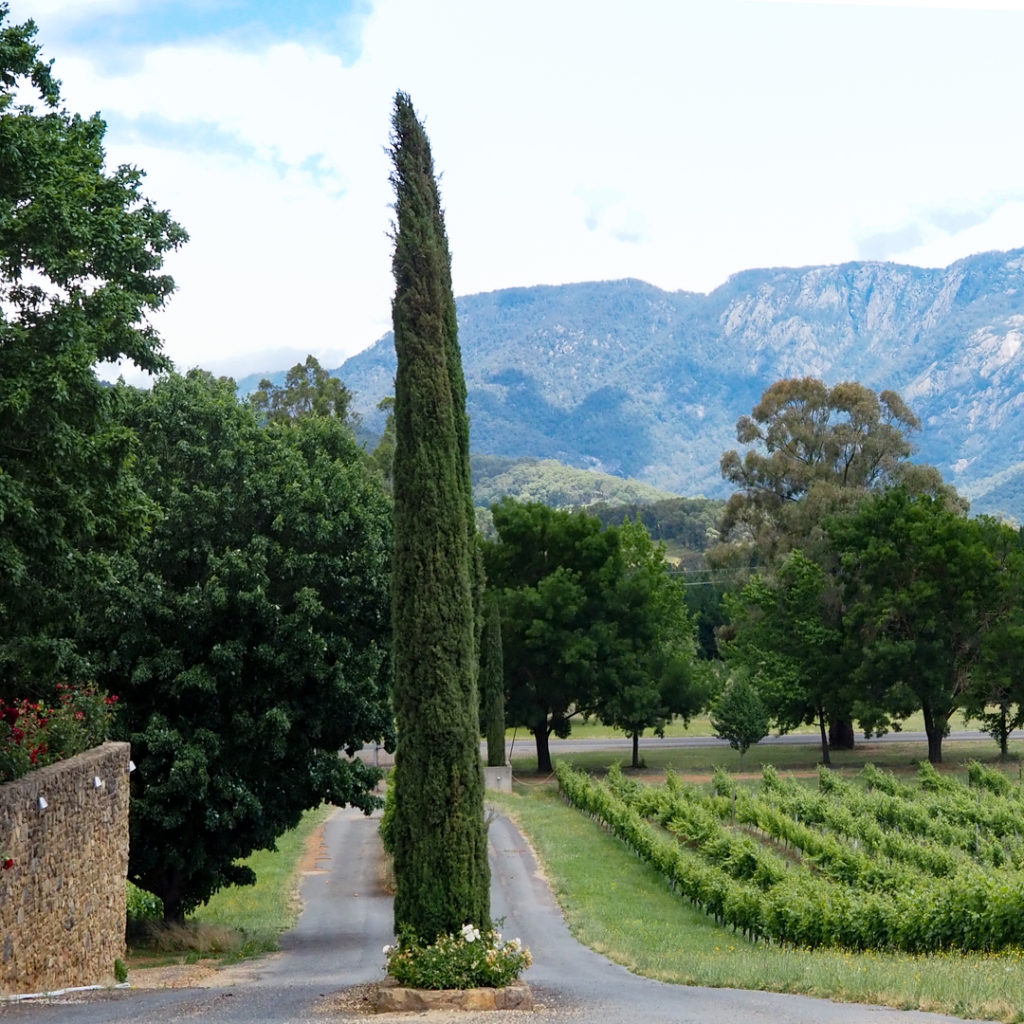 A cypress pine, vineyards and Mt Buffalo