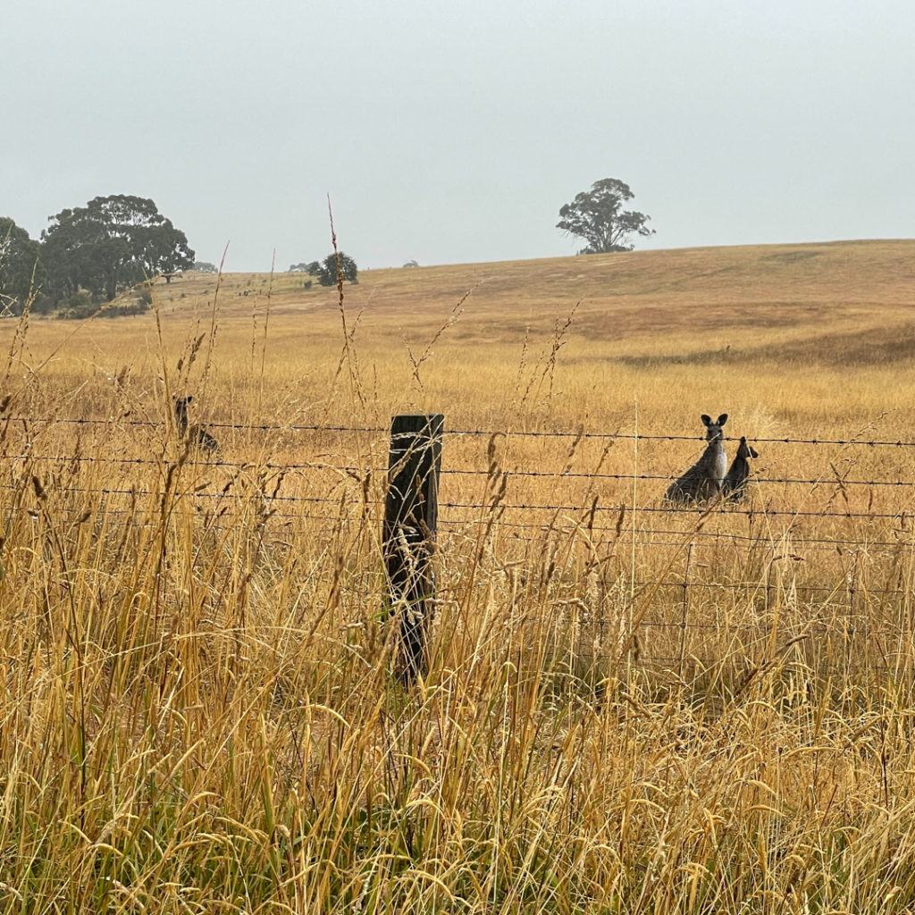 two kangaroos outside Daylesford