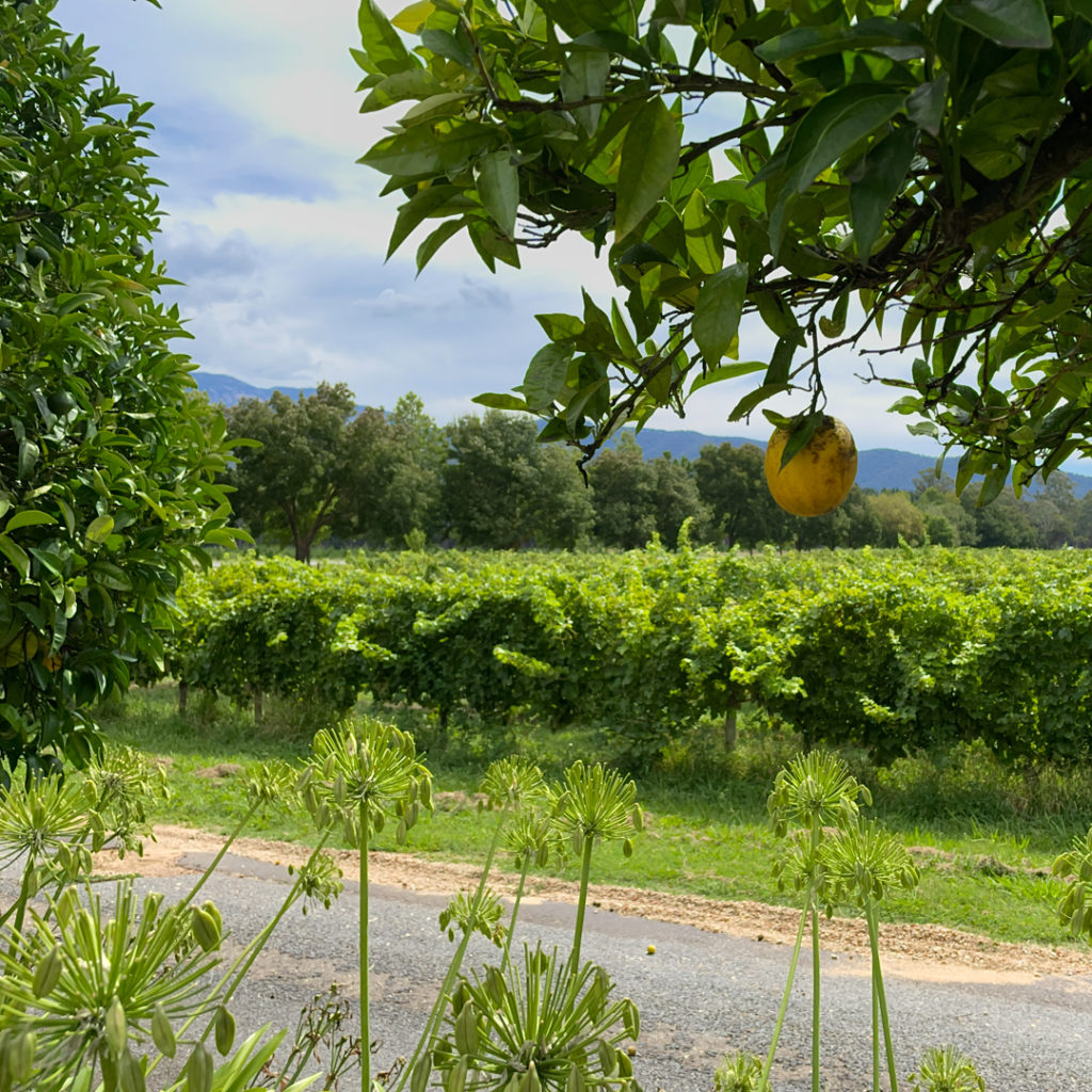 A lemon tree and prosecco vines