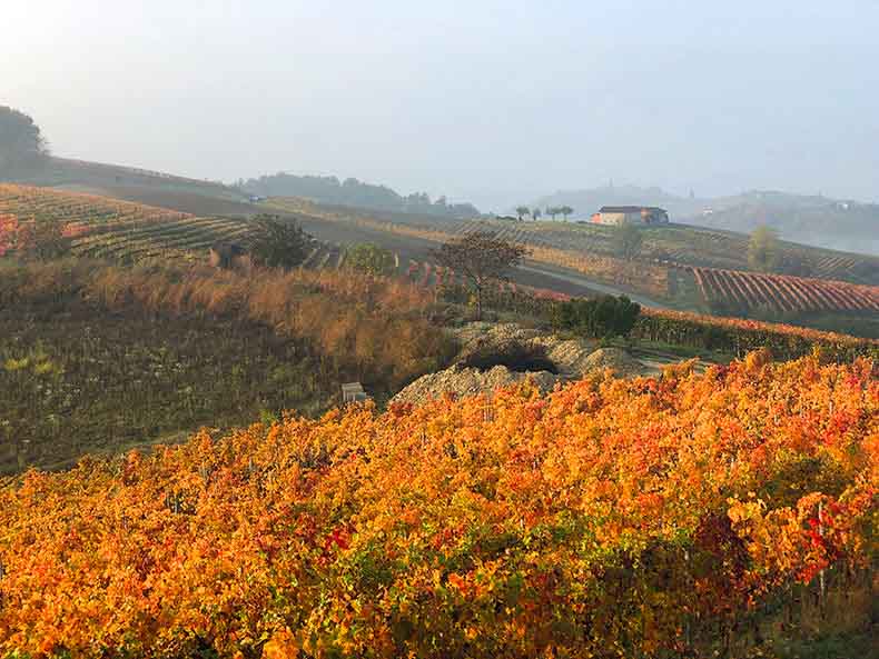 The autumn coloured vineyards in Piemonte