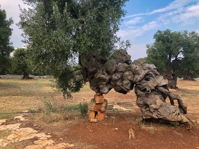 A 2000 year old olive tree in Puglia