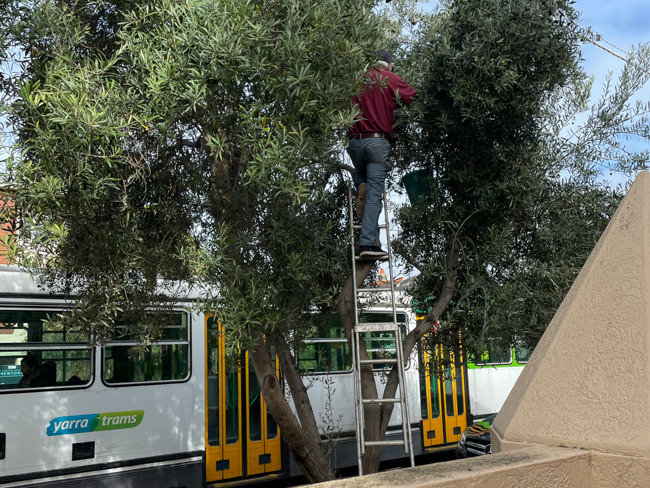 A man picking olives on a melbourne Street