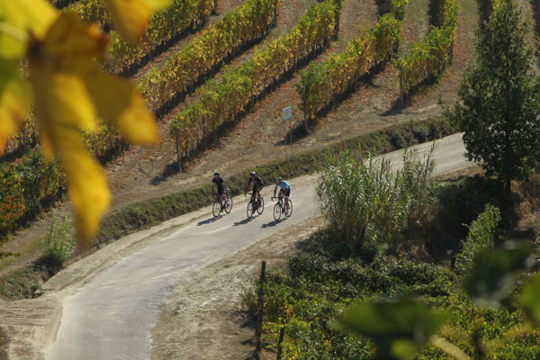 Riders cycling through the vineyards of Piedmont on holidays