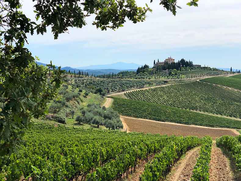 The landscape in Chianti Tuscany, with a large villa, vineyards and olive groves