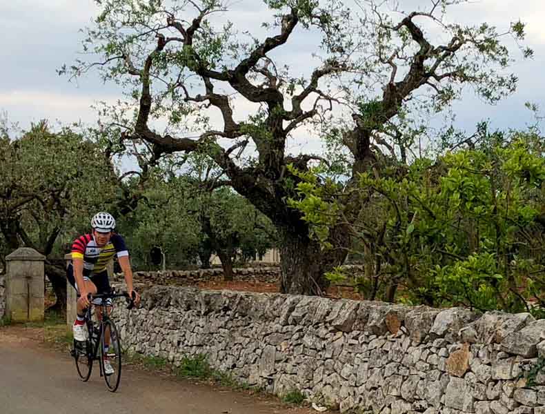 A cyclist riding along a road lined with rock walls and old olive trees