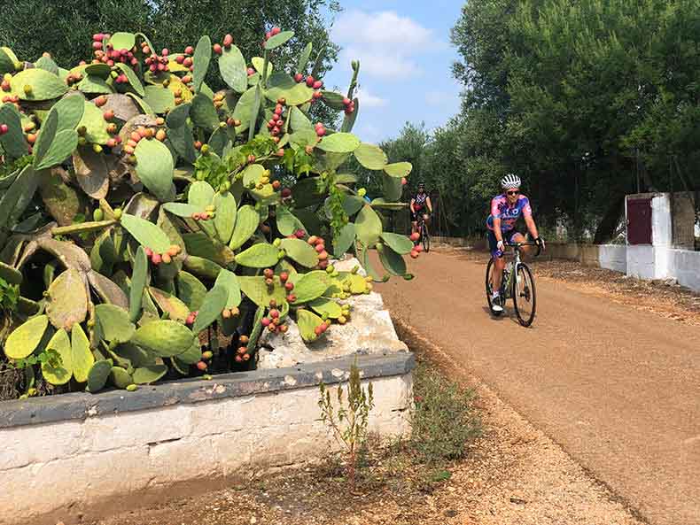 A man riding past a huge cactus in Puglia