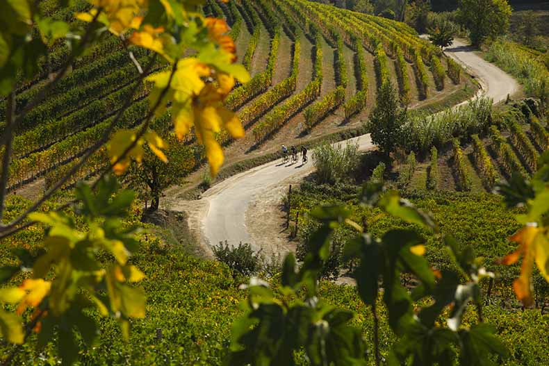 Three cyclist riding through the vineyards in Piemonte