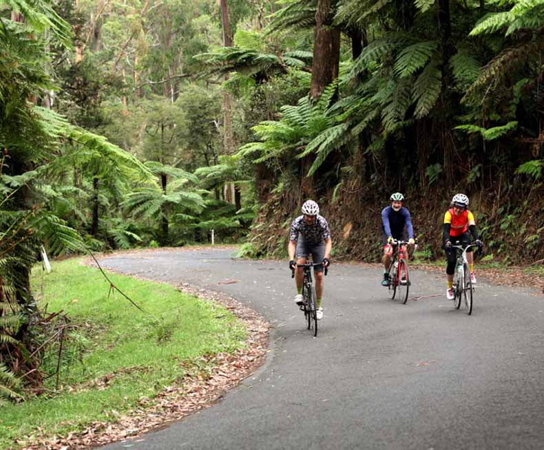 Cyclist riding through rain forest in Gippsland