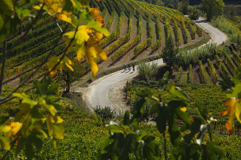 three riders cycling along a windy road through vineyards in Piemonte