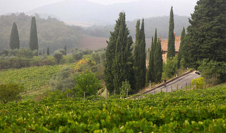 A cyclist riding along a road with cypress pines and vineyards in Tuscany