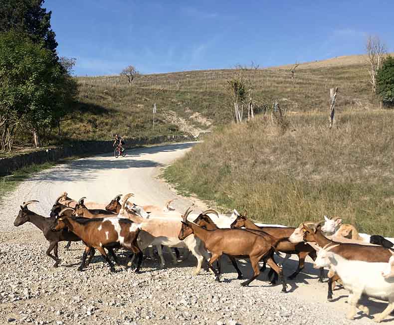 Goats stopping some cyclists as they cross the road in Tuscany