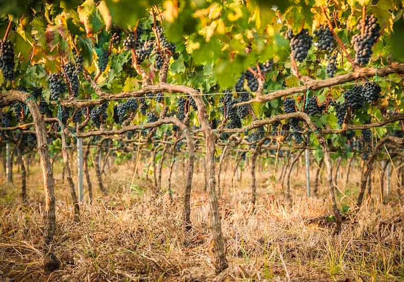 negroamaro grapes on the vine in puglia