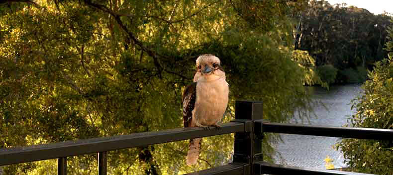 a kookaburra