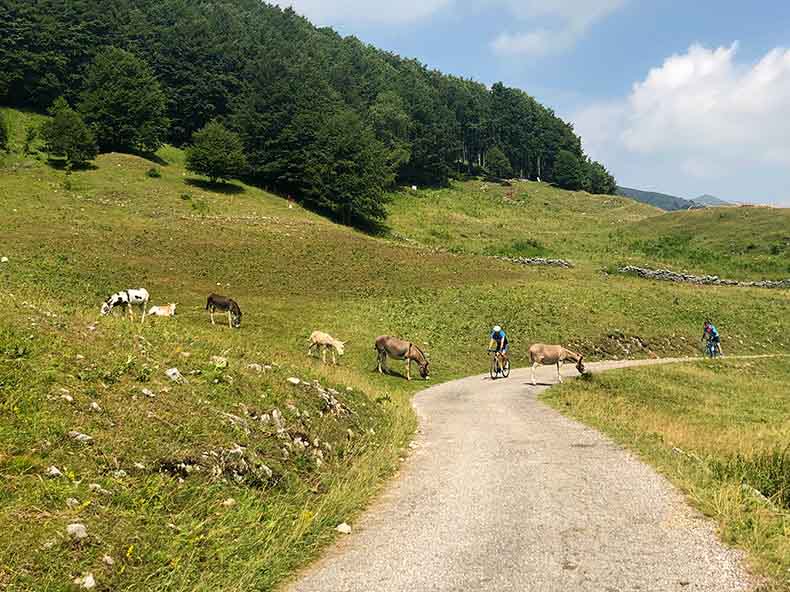 Donkeys by the side of the road on the ascent of Monte Grappa