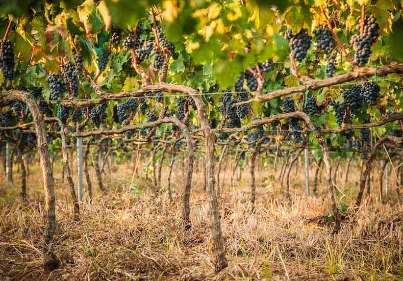 Puglia's negroamaro grapes on the vine