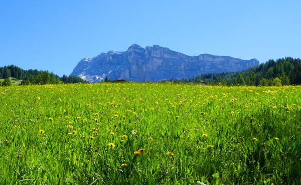 Green fields with the Dolomite mountains in the background