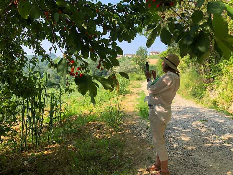 a woman picking cherries off a tree