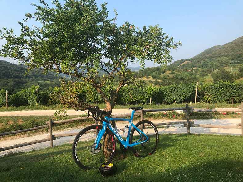 A pinarello bicycles leaning against a tree