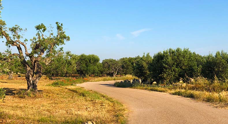 a road through the quiet the rustic Puglia landscape with very old olive groves