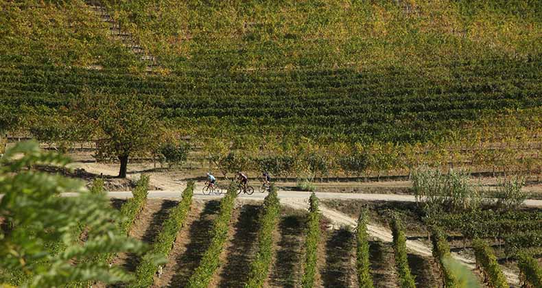 riders cycling through the vineyards in Piemonte