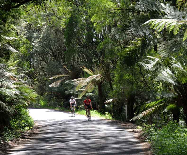 Cyclists riding through rain forest