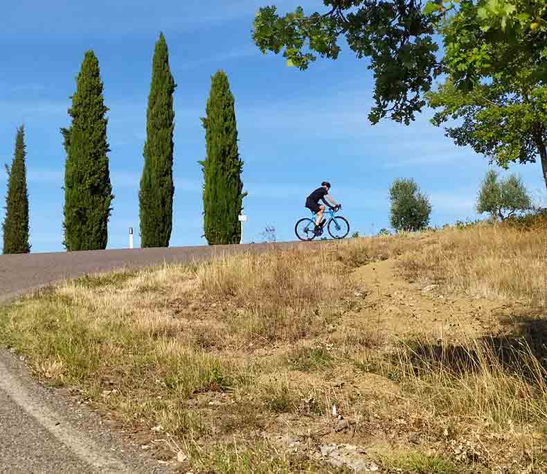 A cyclist riding past Cypress pine trees in Tuscany