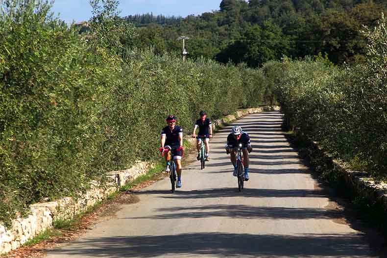 Three riders cycling through an olive grove in Tuscany
