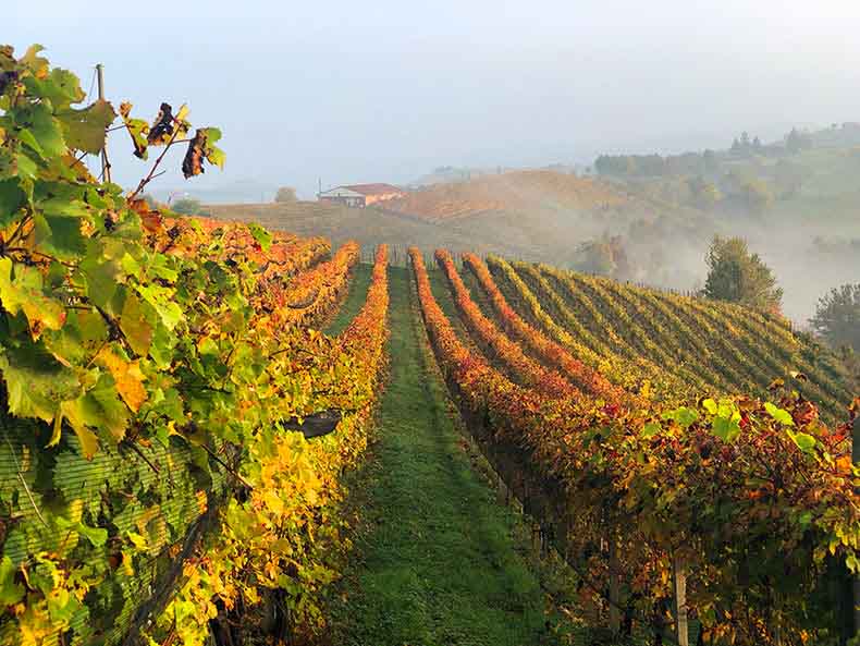 A vineyard with the leaves turning yellow and orange in Piedmont