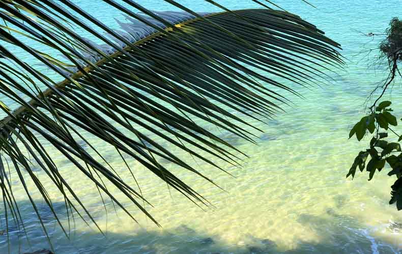 A palm tree leaf in front of the tropical water of queensland