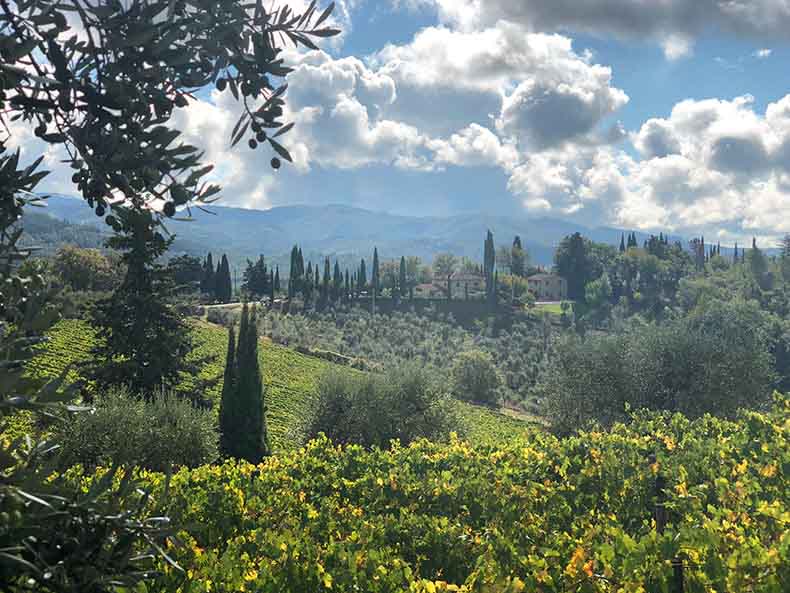 A Tuscan landscape with cypress pine trees