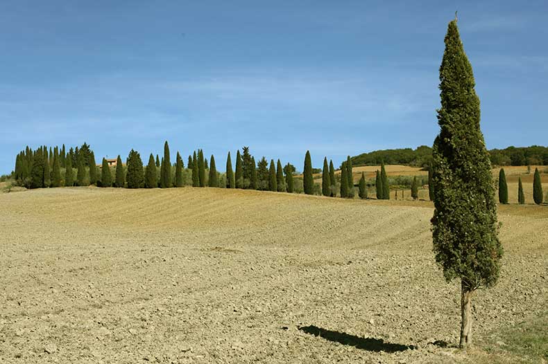 one lone cypress tree in the baren val d'orcia landscape of tuscany